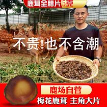 Maple Wood Whole Salads Antler Slice Non half wax red pink slices Jilin wax slices Wine Preserving Plum Blossom Antler 5 gr