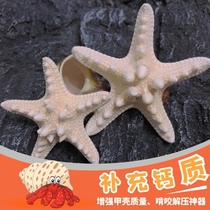  Natural small starfish hermit crabs Calcium supplement Snacks Feed Landscaping decorations Gnaw and decompress the taste from the sea