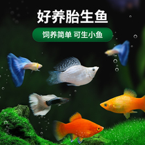 Tropical watching fish small freshwater to feed fish seedlings to watch fish family watch small fish Mary Mickey fetal fish
