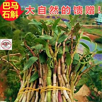 Guangxi Bama specialty open-air stone seam long long Dendrobium candidum fresh strip 4 years 500 grams