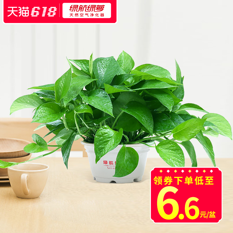 室内植物100种大盆栽★景润赉 室内植物盆栽 16.8元包邮(需用券)