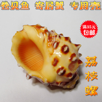 Natural conch shell litchi snail fish tank landscape decoration hermit crab replacement shell special scallop fish breeding snail shell