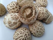 Binyang specialty shiitake mushrooms dried goods farmers cut basswood mushrooms premium dried shiitake mushrooms white flower mushrooms new goods 500g