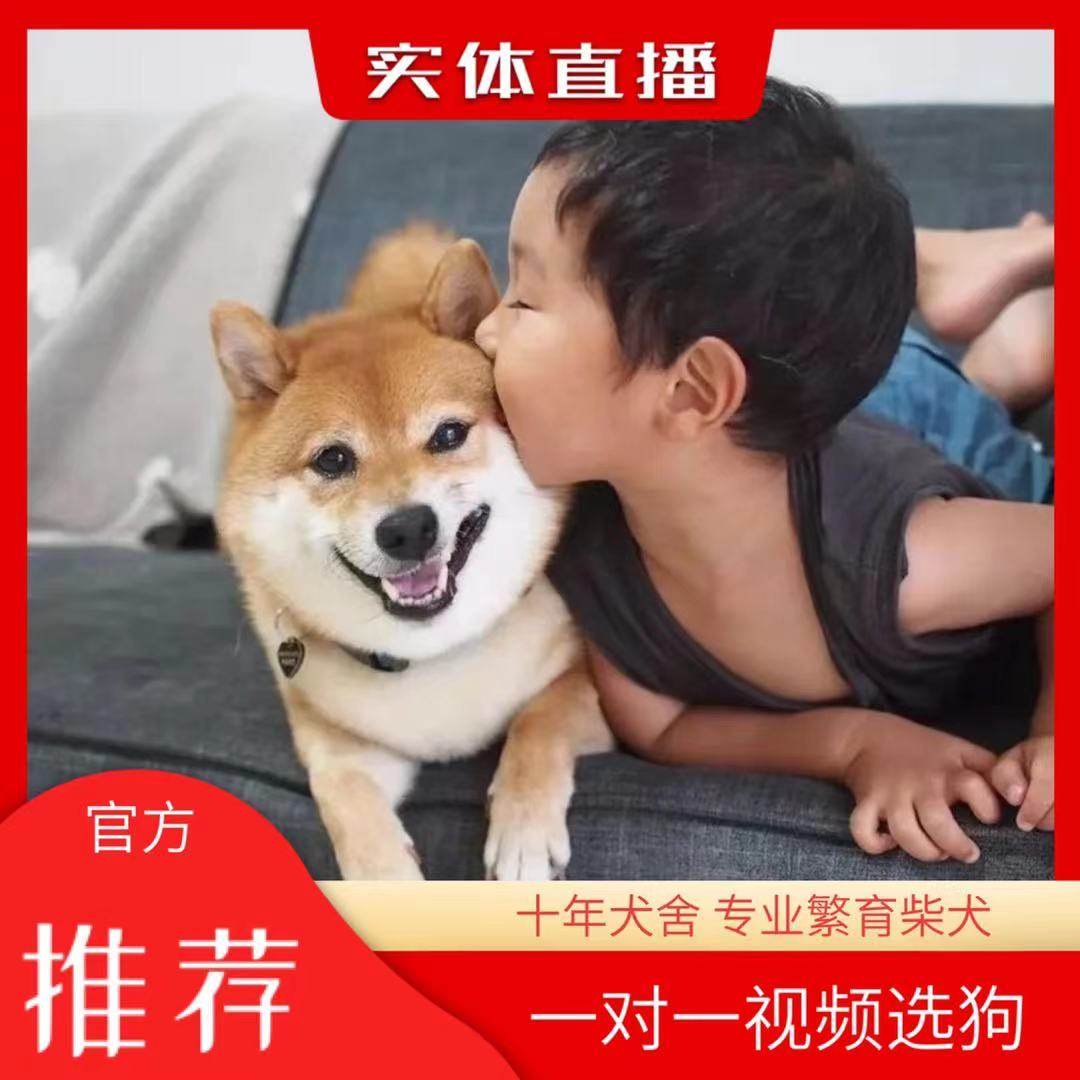 柴犬幼犬-柴犬幼犬促销价格、柴犬幼犬品牌- 淘宝