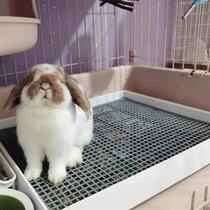 Rabbit Little Darling Supplies Toilet Big Butt Toilet Anti-Leaking Urine Angolola Rabbit Guinea Pig Comfort Square Large Toilet