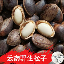 2021 New Yunnan fresh pine nuts 5kg bulk bulk large particles wild hand peeling original thin skin wet pine nuts