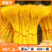 Natural golden wheat ear opening barley DIY dried flower flower arrangement living room decoration decoration photo props bouquet