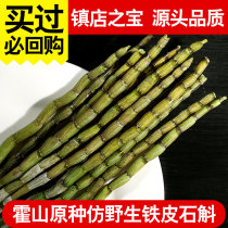 Huoshan iron maple bucket four years fresh dendrobium maple bucket Dendrobium fresh strip Dendrobium Huoshan Dendrobium fresh strip