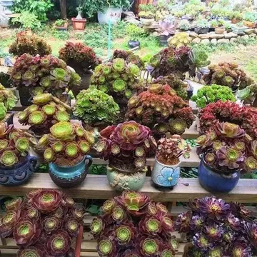 法师多肉植物老桩-法师多肉植物老桩促销价格、法师多肉植物老桩品牌- 淘宝