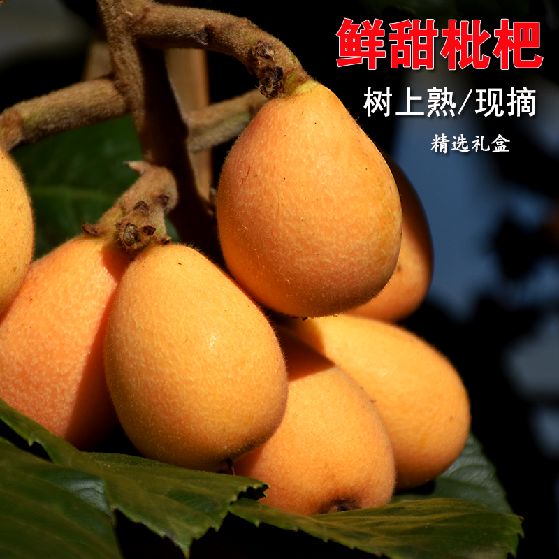 農家ピック雲南孟子甘ビワ長紅ビワ大粒フルーツ新鮮なフルーツピパフルーツ3/5斤送料無料
