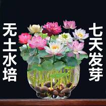 Glass Vase Bowl Lotus Bronze Money Grass Water Fairy Flower Pot Hydroponic Flower Green Plant Water Raising Living Room Balcony Tabletop Pendulum Pieces
