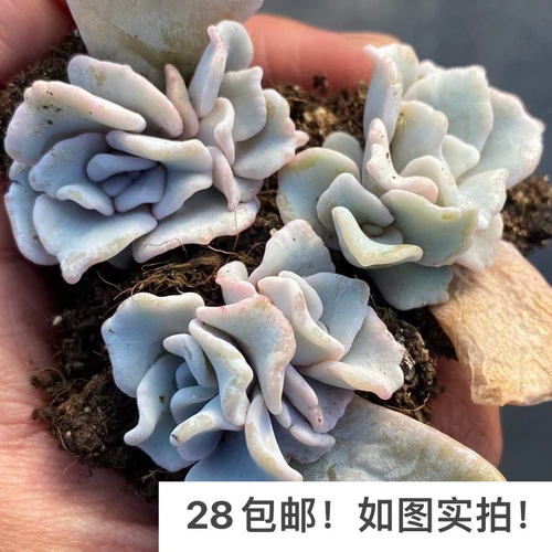 [Семь президента] Многоцелевая, белая кожа, морщинистые листья корейские редкие белые балетные танцоры, один выстрел