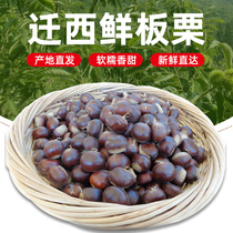 Jin Qiuming chestnut 2021 New chestnut fresh Qianxi chestnut Yanshan oil chestnut wild small chestnut with Shell 5kg