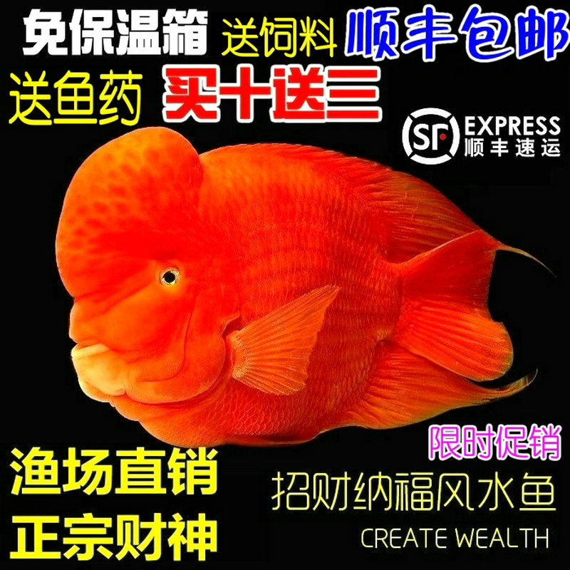 Authentic red god of wealth fry parrot fish live rich fish God of wealth parrot fry Ornamental fish winter package live
