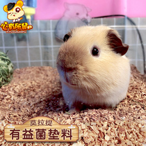 Morati beneficial bacteria dry fermentation bed bedding rabbit Chinchilla hamster Xi Shi bear guinea pig deodorization can decompose odor