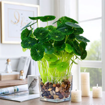 Nordic Ceramic Florator Bronze Money Grass Office Simulation Green Plant Living Room Indoor Pendulum decoration vase potted plant