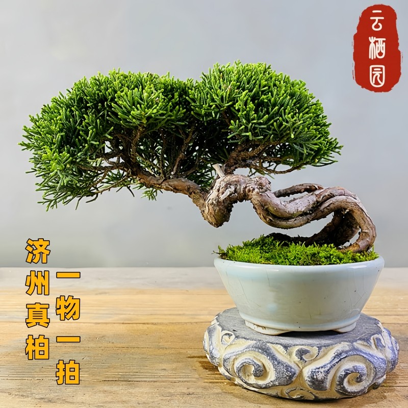 盆栽 真柏 懸崖 真柏中品盆栽 12-22-2 香港現貨日本山採濟州真柏（