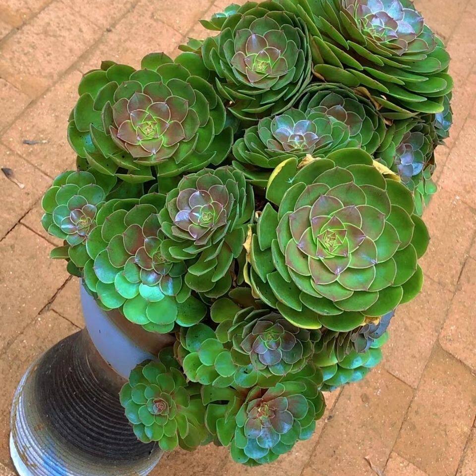 法师多肉植物老桩-法师多肉植物老桩促销价格、法师多肉植物老桩品牌- 淘宝