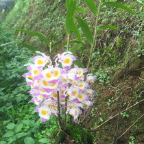 (Tianxin Dendrobium glaze) Good prospects Dendrobium seedlings Dendrobium fresh Dendrobium Dendrobium