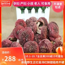 21 New goods Fujian Sanming authentic natural wild red mushroom Alpine red mushroom dry goods 250g