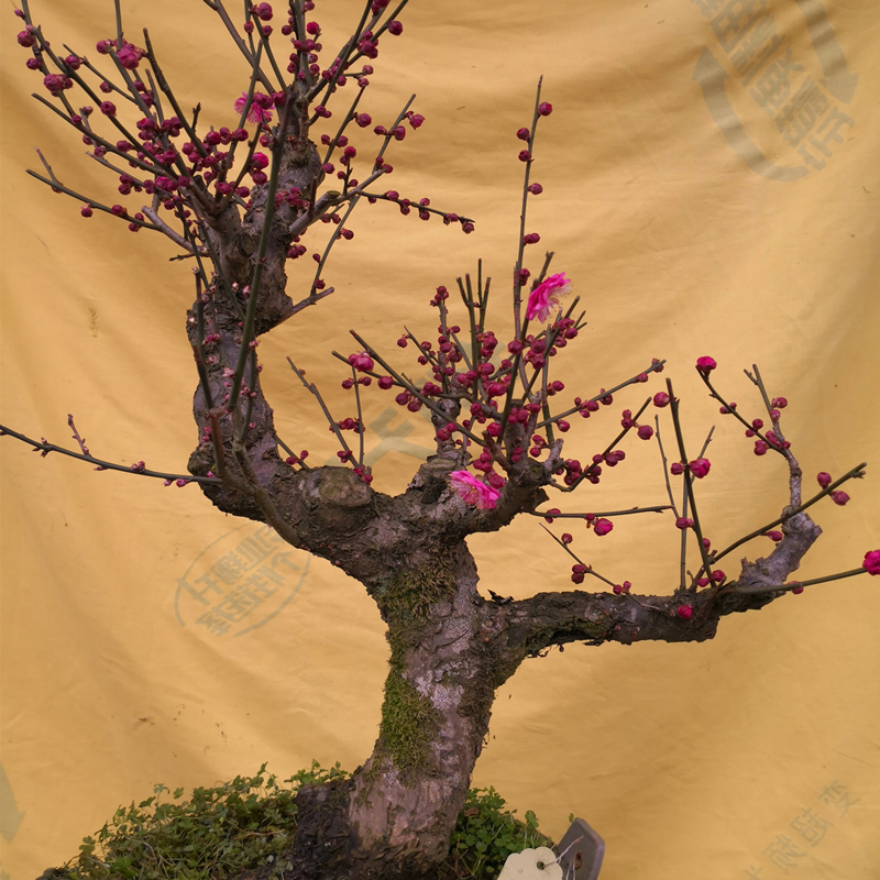 骨里红梅花树老桩盆景真实测评｜为什么说它是最值得收藏的庭院红梅？25