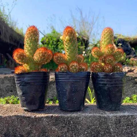 阳台金手指仙人指多肉植物办公室桌面绿植花卉盆栽仙人掌仙人球