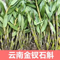 Yunnans golden hairpin dendrobium fresh strips with roots can be grown by 500 gr
