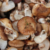  Yunnan mushrooms non-toxic pure wild mushrooms Xiangxin shiitake mushrooms are particularly suitable for soup stewed eggs with strong flavor 100g