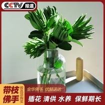 Bergamot hydroponics Jinhua specialty of bergamot fresh fruit bergamot green fruit citron fruit ornamental clear supply with branch water to raise flower arrangement