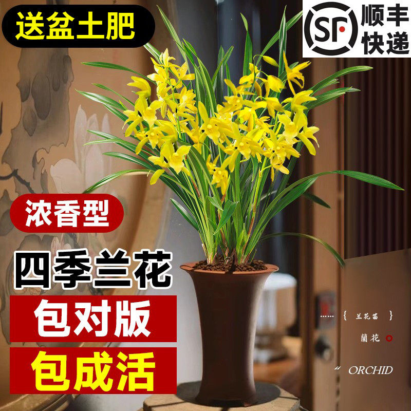 黄金兰花-黄金兰花促销价格、黄金兰花品牌- 淘宝