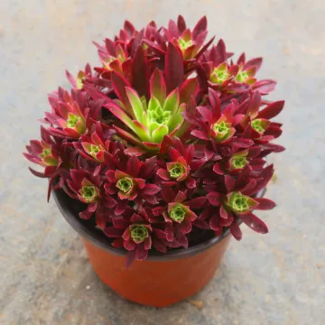 法师锦老桩多肉植物-法师锦老桩多肉植物促销价格、法师锦老桩多肉植物