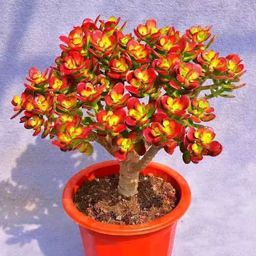 老桩多肉植物-老桩多肉植物促销价格、老桩多肉植物品牌- 淘宝