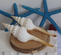 White conch shell red spiral window design creative props aquarium decorations surprise strange gift