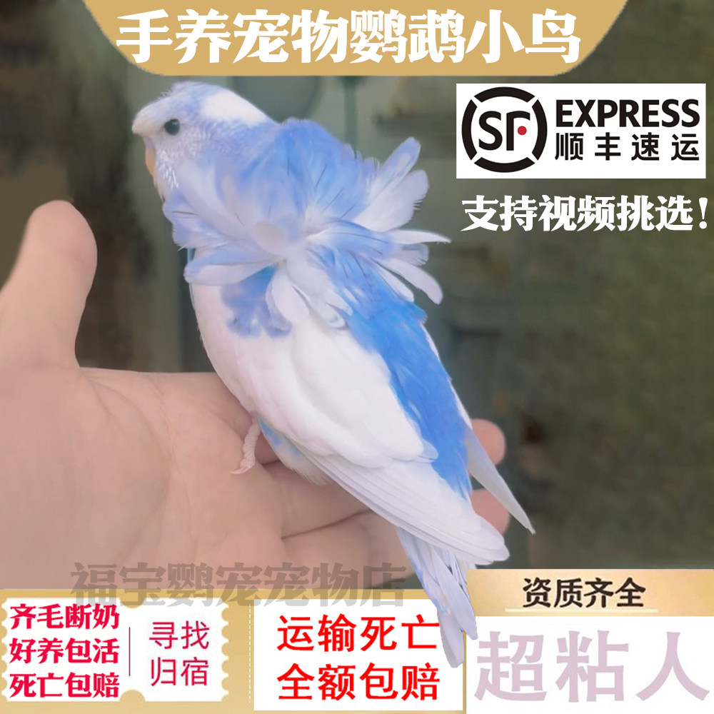 白凤头鹦鹉活鸟-白凤头鹦鹉活鸟促销价格、白凤头鹦鹉活鸟品牌- 淘宝