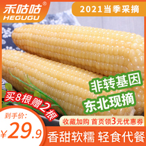 Hegugu white corn white waxy corn northeast sweet sticky glutinous corn fat reduction non genetically modified fresh pick 8 sets