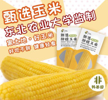 Northeast Agricultural University non-GMO corn 8 sweet waxy corn cob fresh vacuum ready-to-eat Northeast sticky bract rice