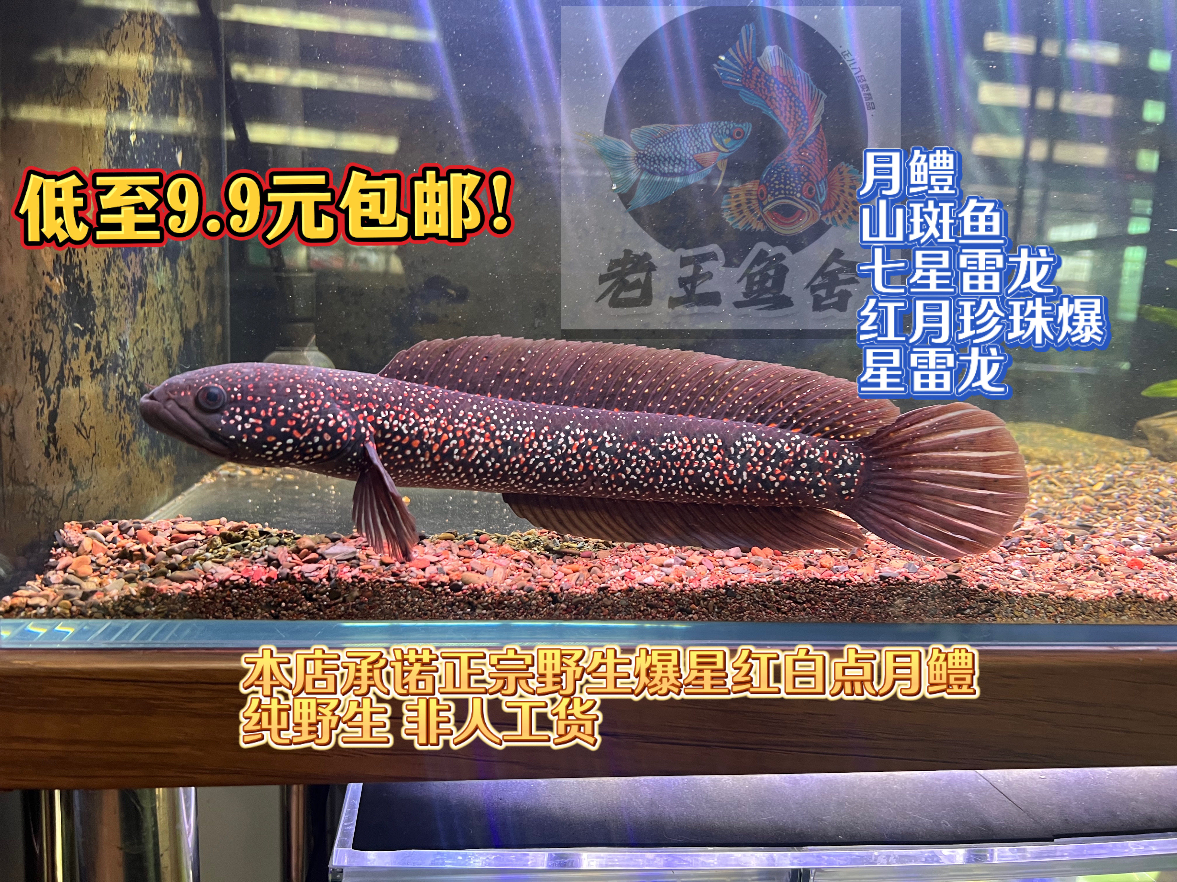 七星雷龙观赏鱼-七星雷龙观赏鱼促销价格、七星雷龙观赏鱼品牌- 淘宝