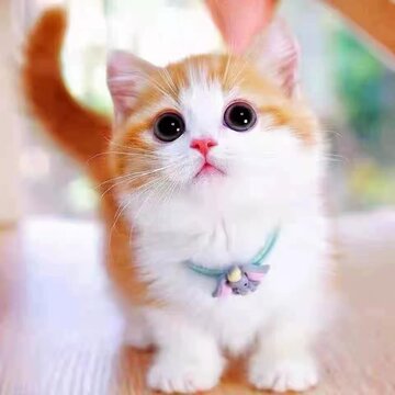 三花猫价格-三花猫价格促销价格、三花猫价格品牌- 淘宝