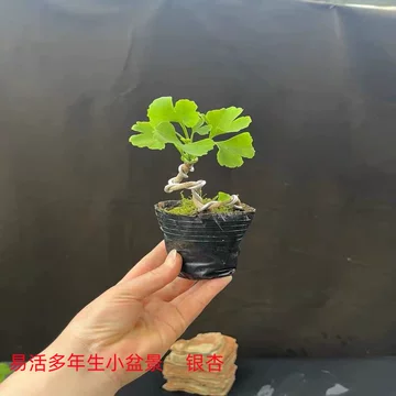 银杏盆栽-银杏盆栽促销价格、银杏盆栽品牌- 淘宝