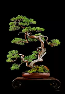 日本真柏小品盆栽-日本真柏小品盆栽促销价格、日本真柏小品盆栽品牌- 淘宝