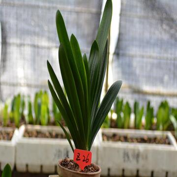 長春君子蘭花臉技師油匠綠色植物盆栽精品小苗室內高檔花卉吸甲醛