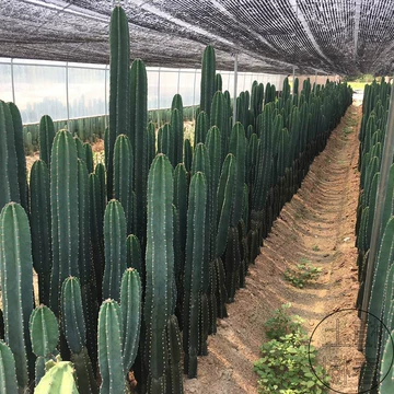 天然 素材 極上 寿老人 仙人 木彫り 寿老人 置物 仙人 七福神 - メルカリ