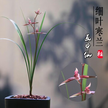 矮种寒兰带花苞-矮种寒兰带花苞促销价格、矮种寒兰带花苞品牌- 淘宝
