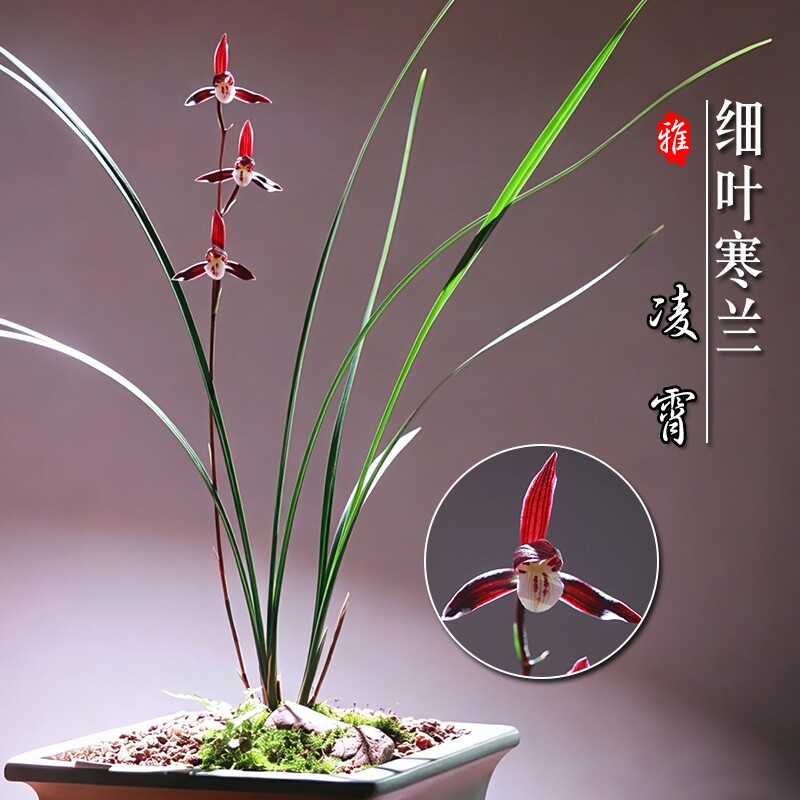 寒蘭-26145-4HD　609　紅無点×渚　苗　交配種 寒兰天香奇蝶兰花苗-寒兰天香奇蝶兰花苗促销价格、寒兰天香奇蝶兰花苗