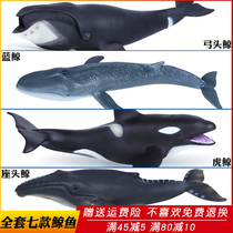 Simulation Marine Life Whale Toy Animal Model Large Bow Beluga Whale Seuga Whale one corner whale male child
