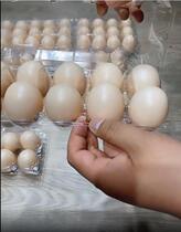 Disposable plastic eggs Toto 10 pieces of clunky chicken egg box Gift packaging transparent with cingulum cover No. 100