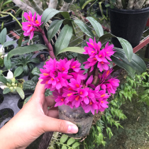 Authentic health (red lotus dendrobium cup seedlings)Dendrobium nobile dendrobium tin dendrobium seedlings fresh strip Maple bucket dendrobium flower