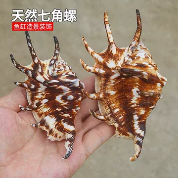 蜘蛛贝壳-蜘蛛贝壳促销价格、蜘蛛贝壳品牌- 淘宝