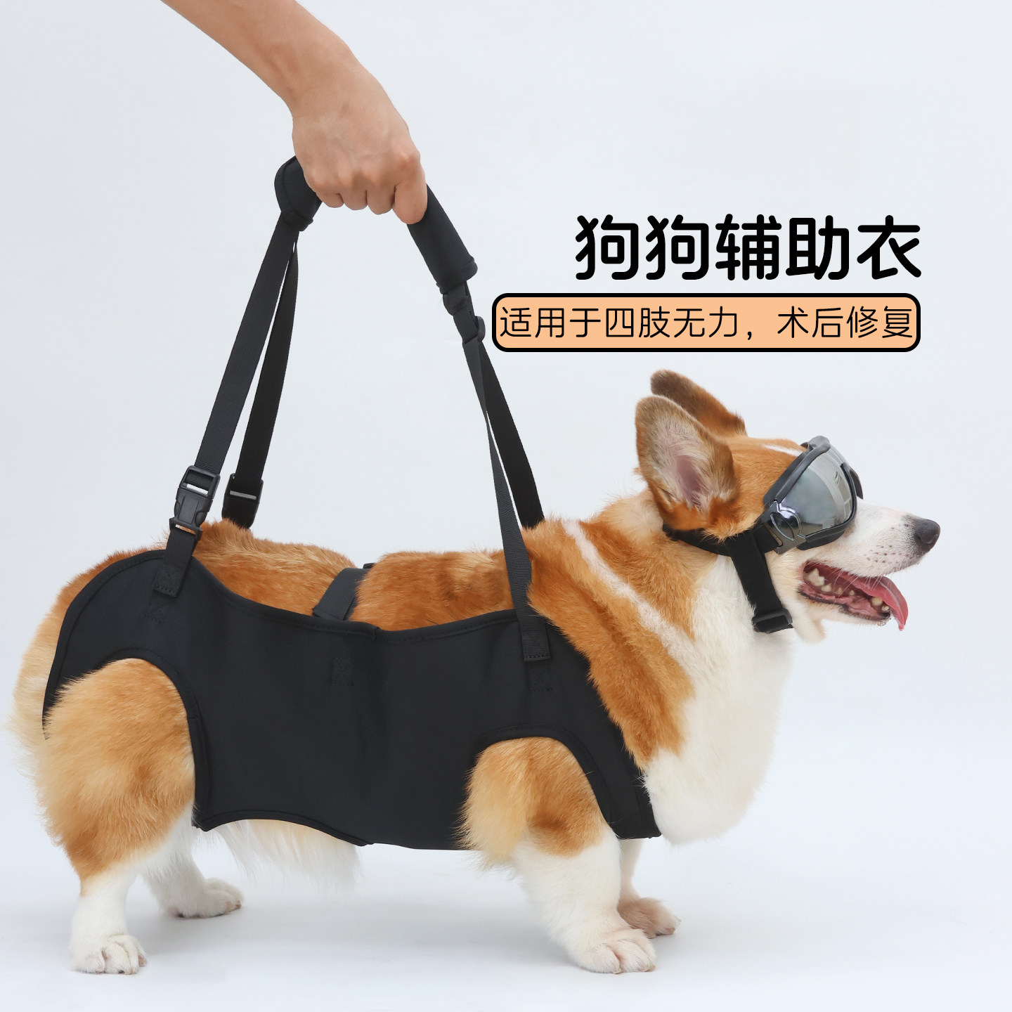 狗狗腿无力辅助带推荐：老年犬瘫痪行走器如何选？柯基犬也能轻松上下楼！-旅游攻略-淘宝好物网