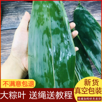 Zong leaves free mail fresh dry large zongcotyledons rice dumplings bamboo leaves leaves brown leaves bamboo reed leaves